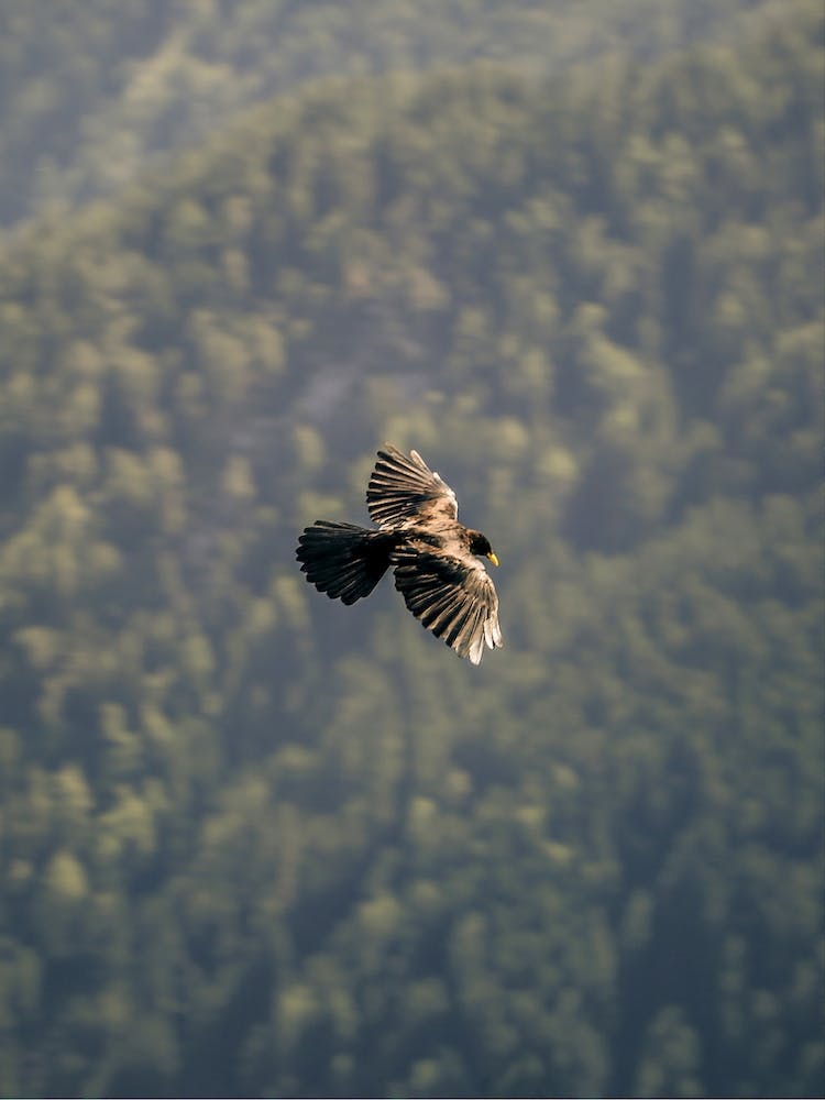 Mania Landscapes Raw 10 Karwendel (Austria)