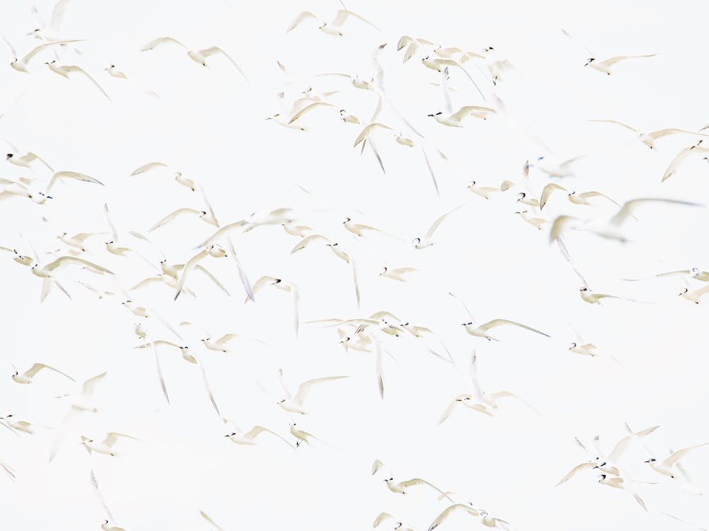 Seagulls Flying Over Beach