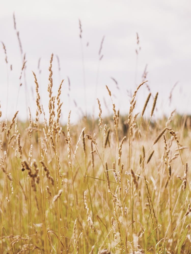 Summer Wheat Field