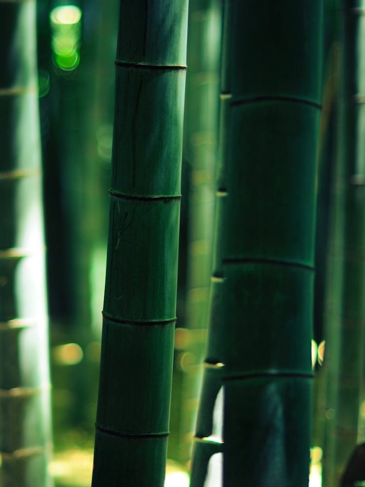 Bamboo Forest 5