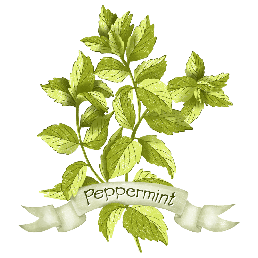 Peppermint drawing
