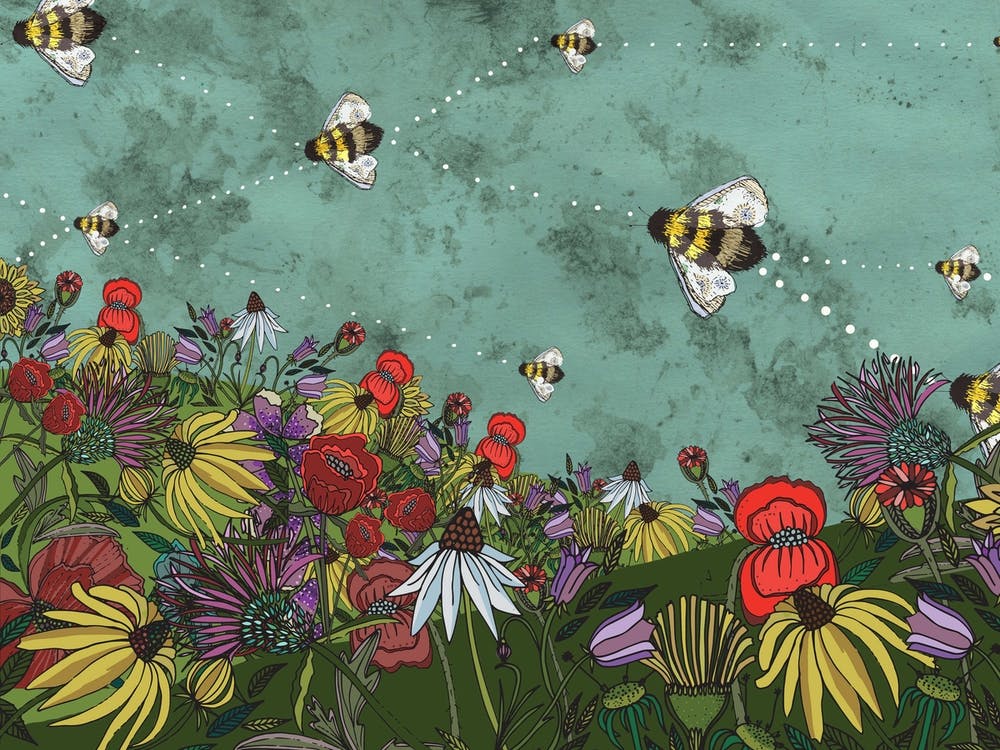 Wildflower Meadow