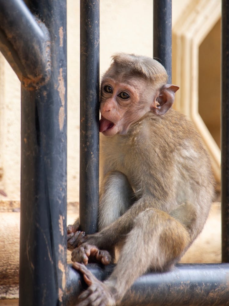 Monkey On The Gate