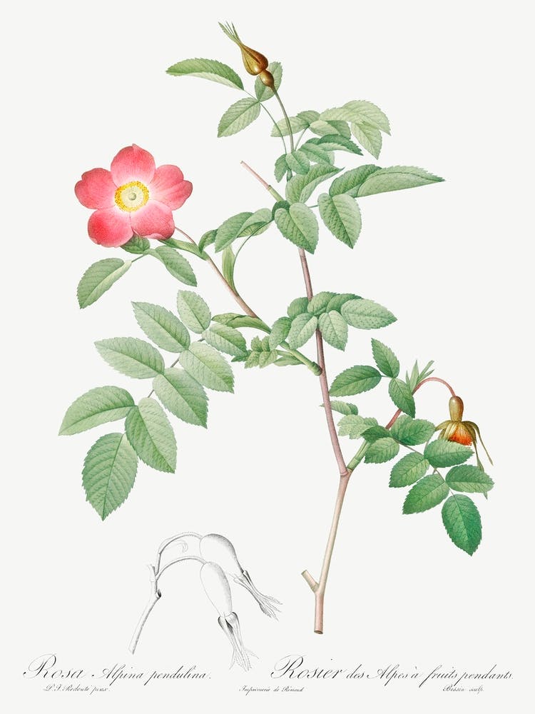 Alpine Rose, Pierre Joseph Redoute 1