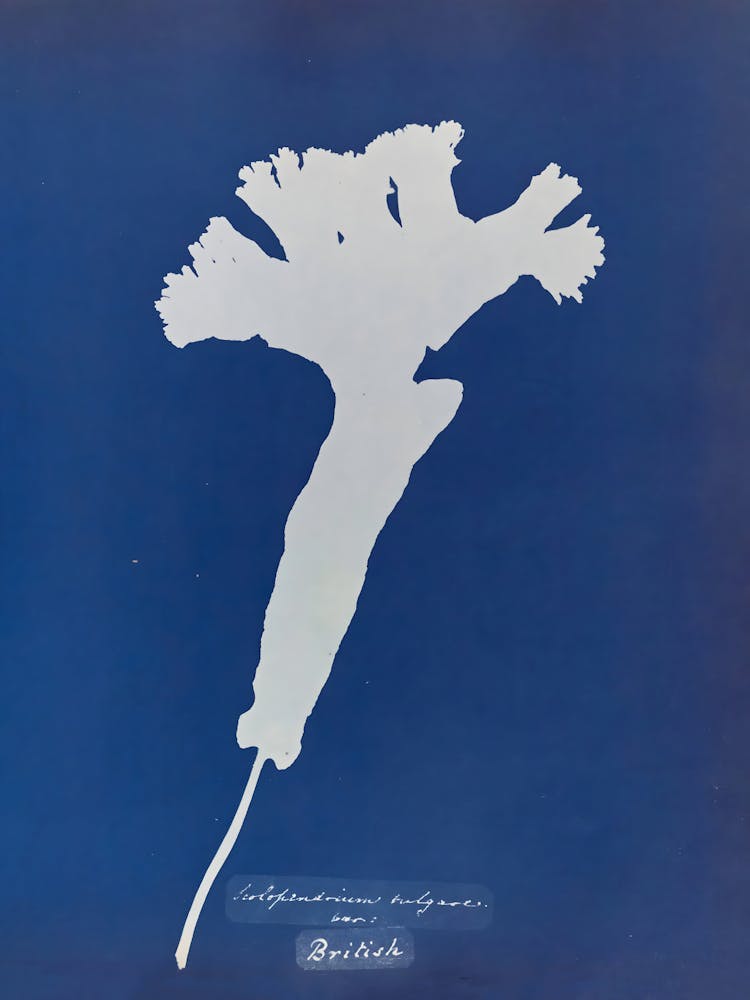 Flower In The Sky