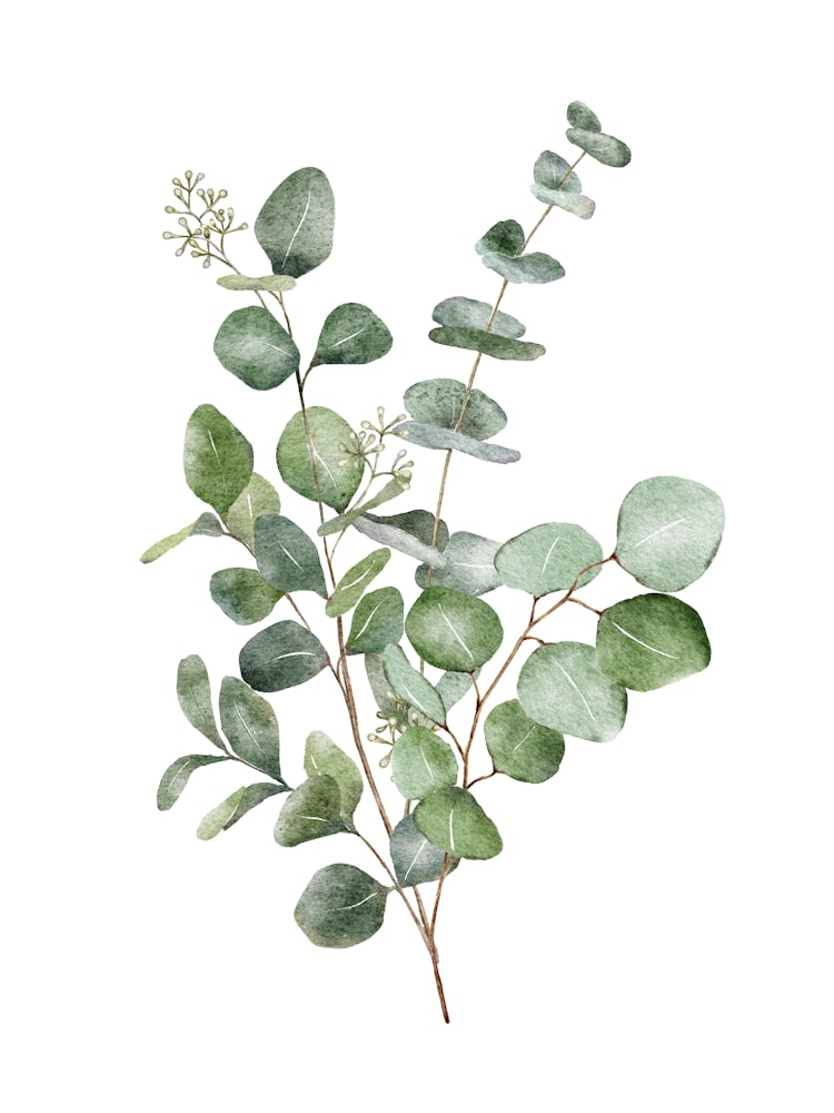 Eucalyptus Leaf Watercolour Print