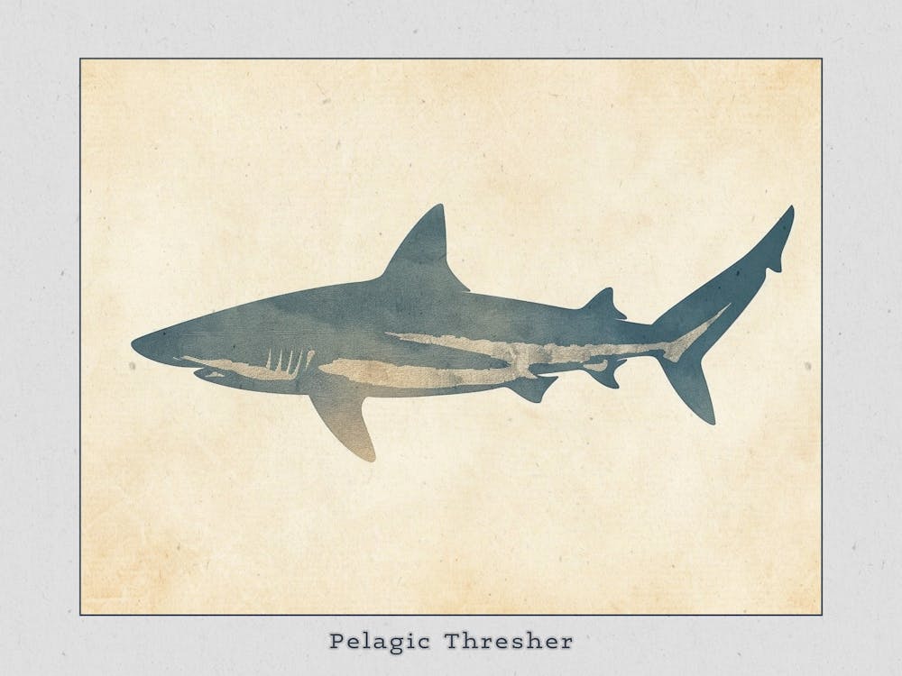 Pelagic Thresher Shark Grey Silhouette 4 Poster