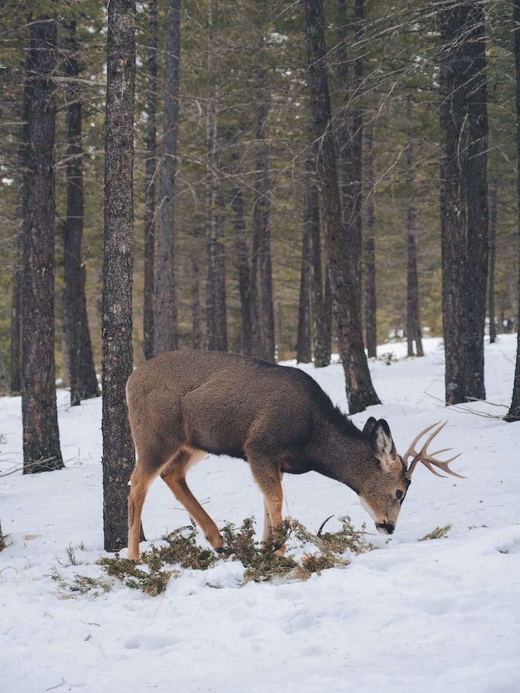 Deer In Snow