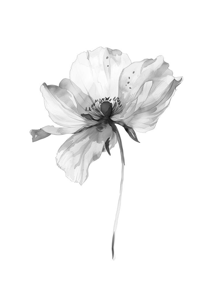 Black And White Flower 14