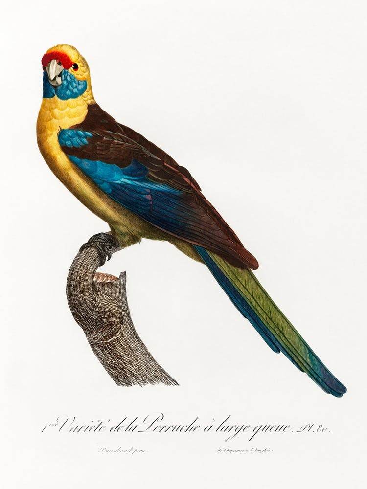 The Crimson Rosella From Natural History Of Parrots, Francois Levaillant