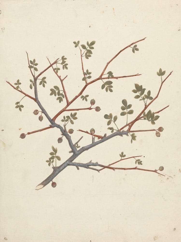 Balm Of Gilead, Opobalsam, Luigi Balugani 1