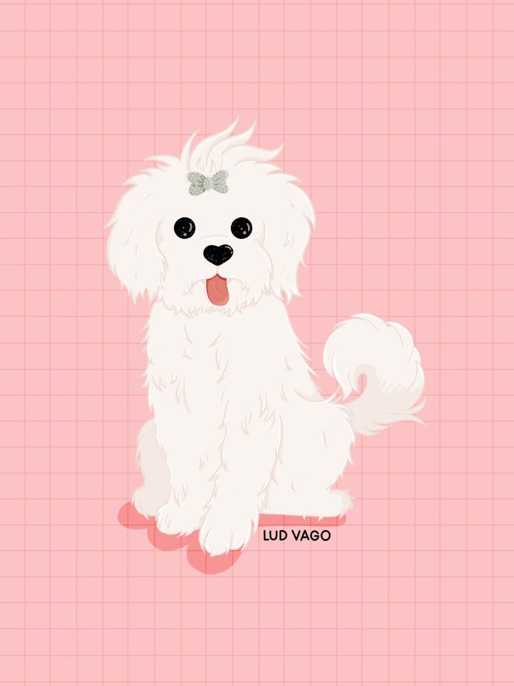 Maltese