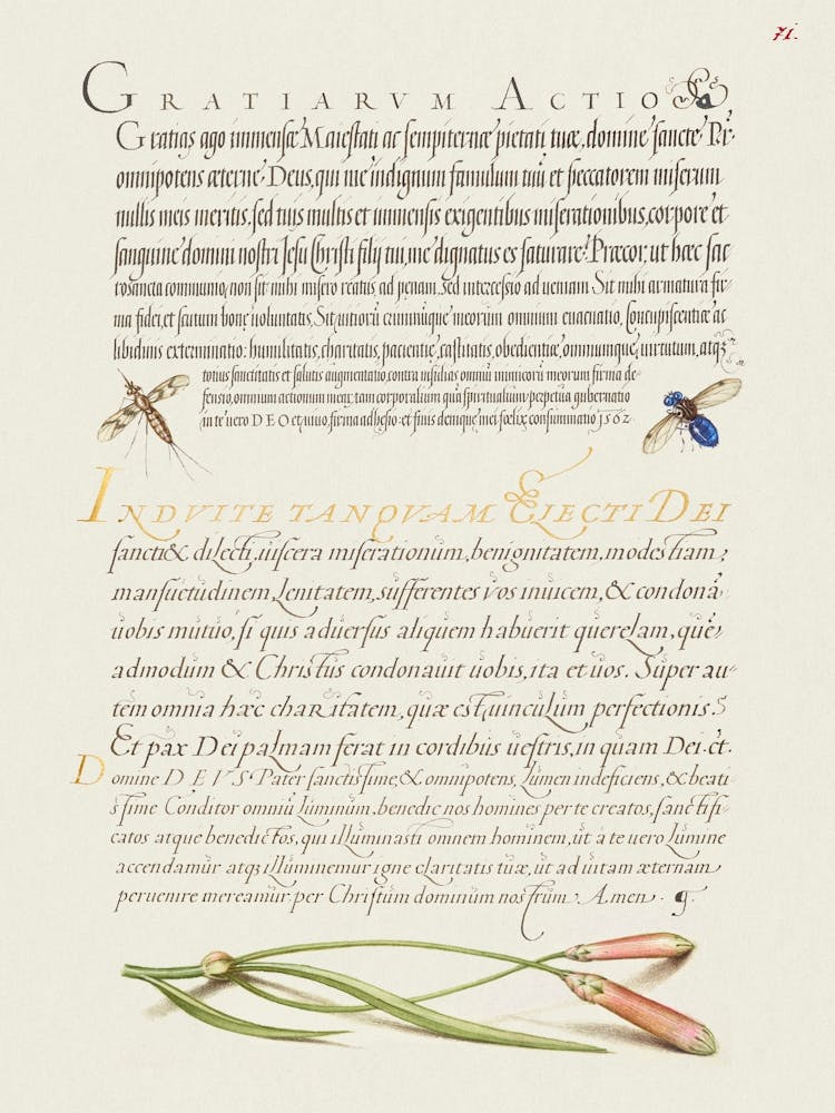 Insects And Carnation From Mira Calligraphiae Monumenta, Joris Hoefnagel