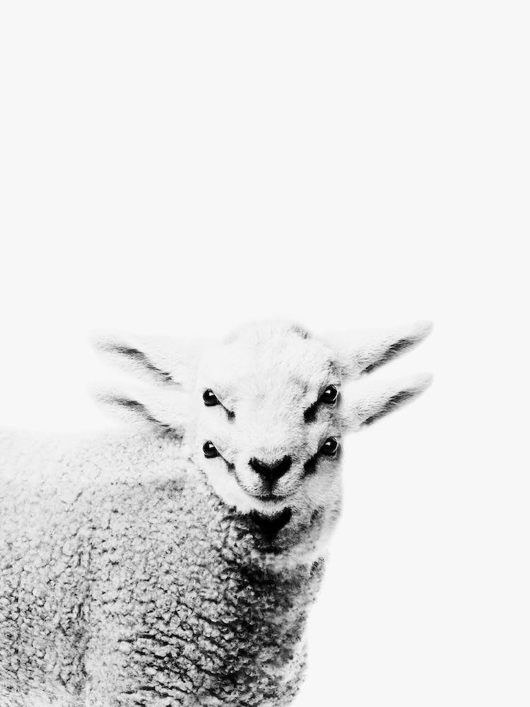 Lamb