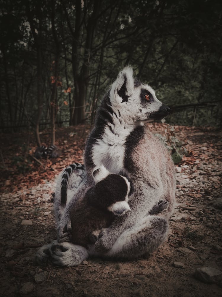 ring-tailed lemur with baby