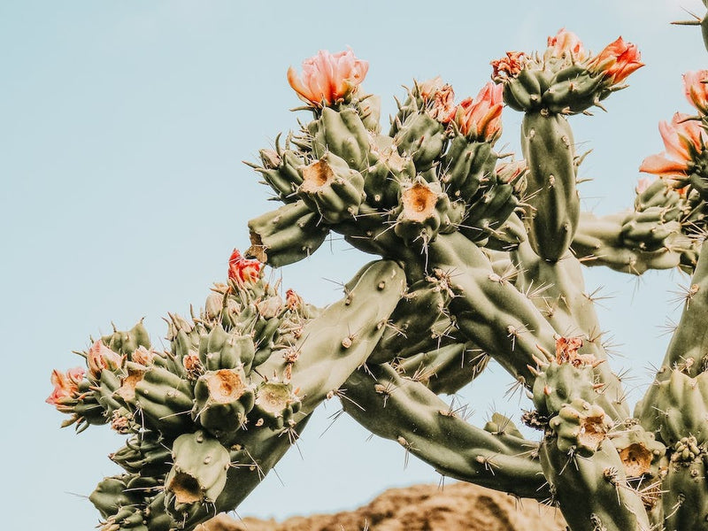 Pink Flower Cactus