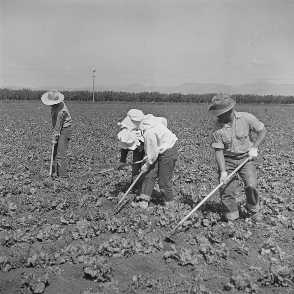 Untitled Photo, Possibly Related To San Benito, California, Japanese Americans Work In Field While They Wait For Final