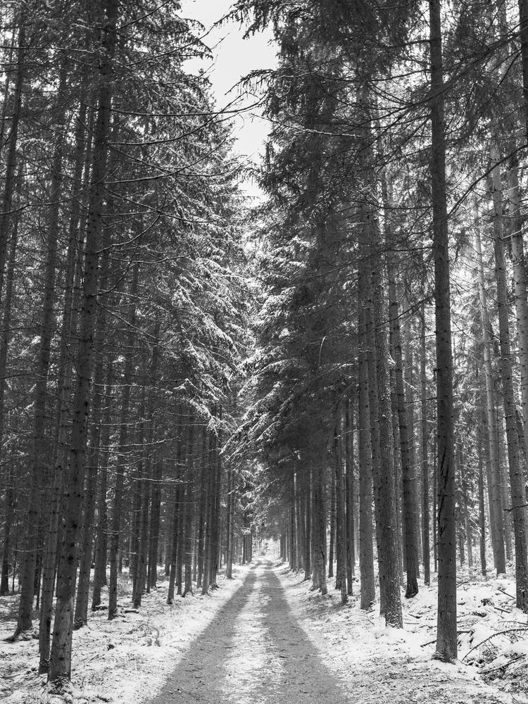 Snow Road In The Woods Forest