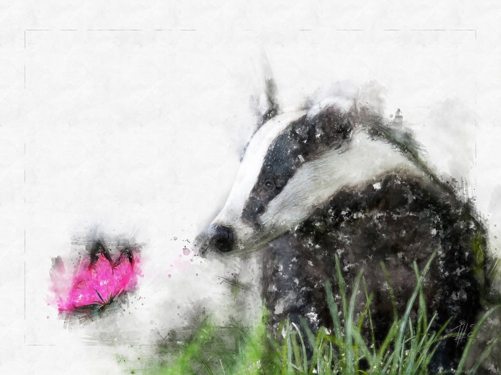 Dachs Und Schmetterling