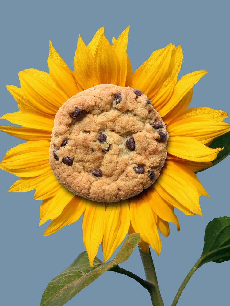 Cookie Sunflower