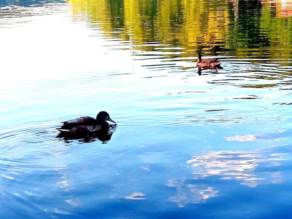 Ducks In The Water