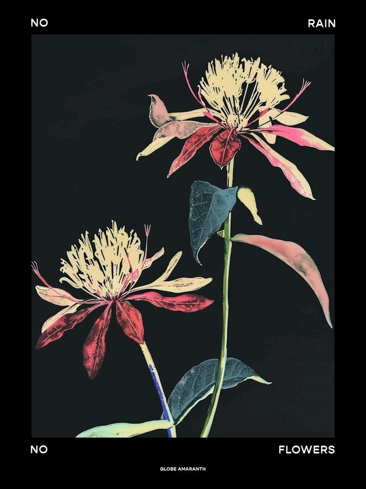 No Rain No Flowers Poster Globe Amaranth 3