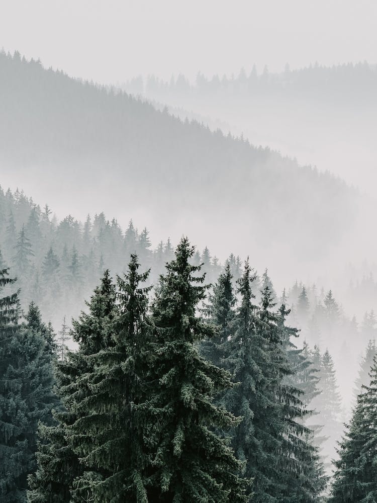 Mountain Forest Fog