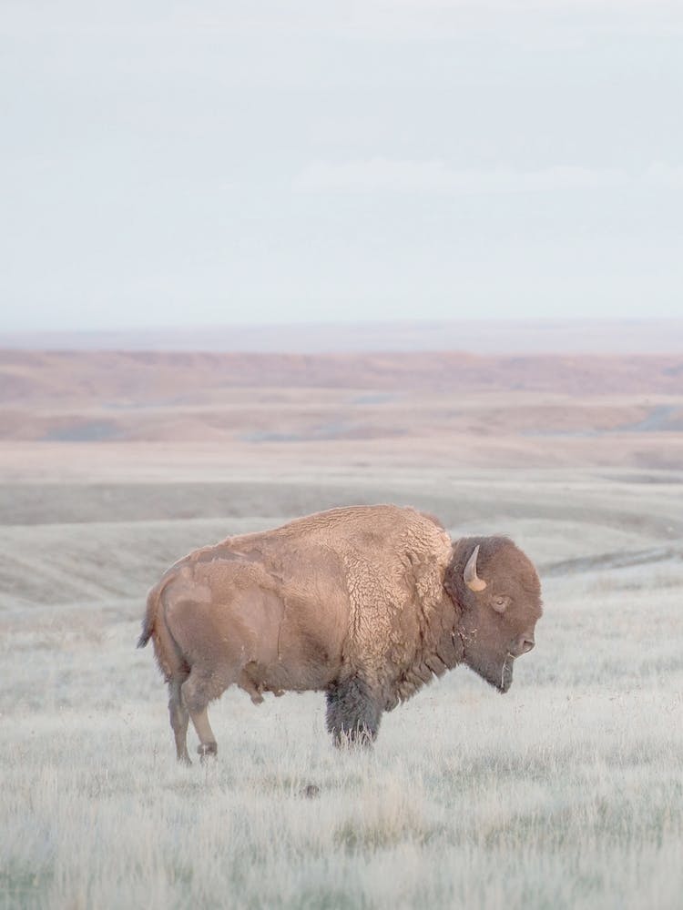 Westlicher Bison