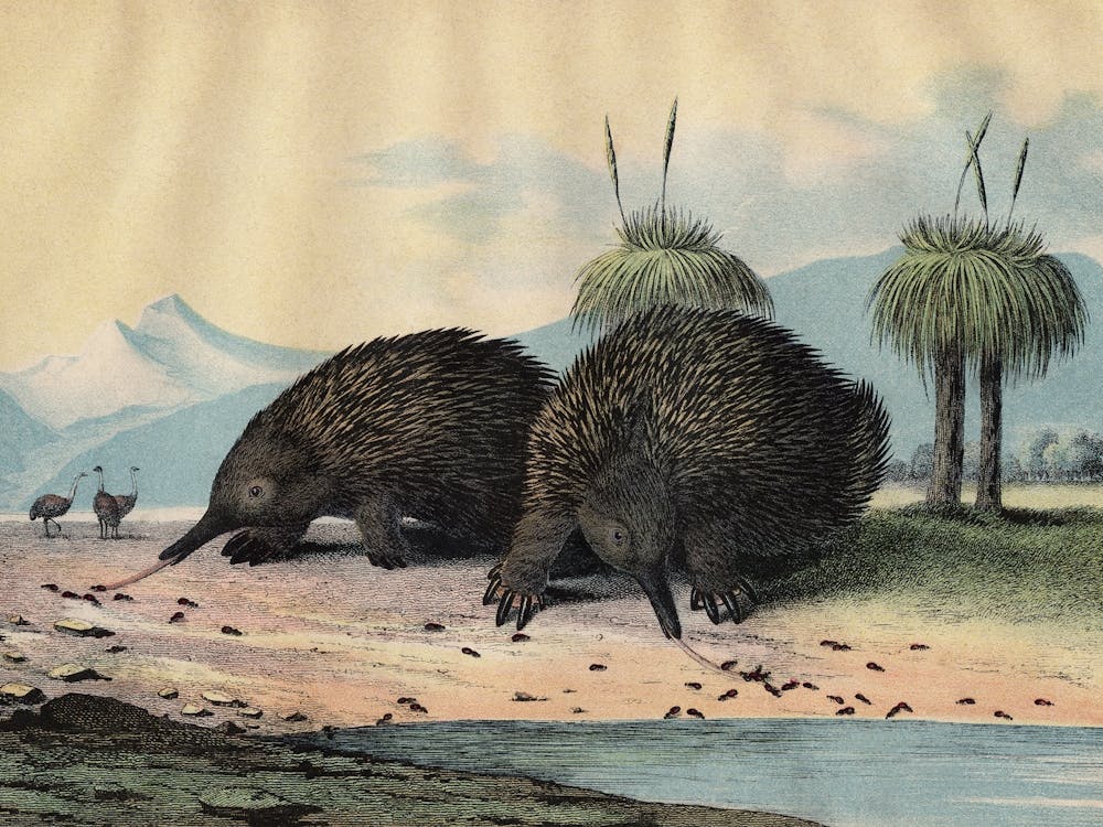 Vintage Kolb 8 Tafel 26 Stacheligel