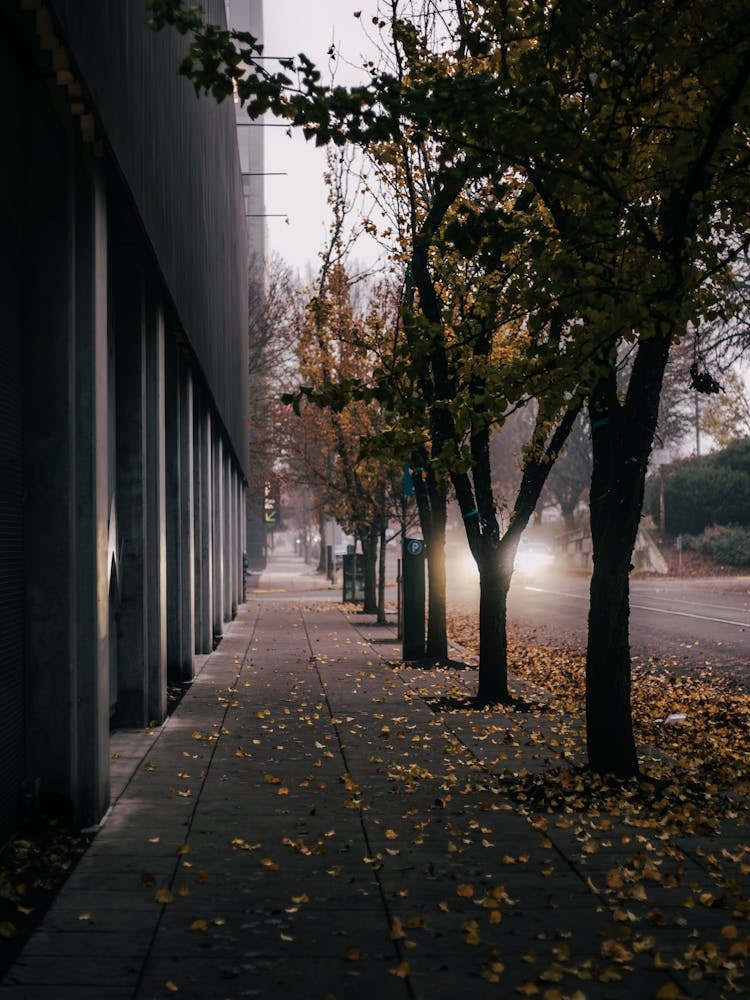 Foggy Early Morning Portland Sidewalk