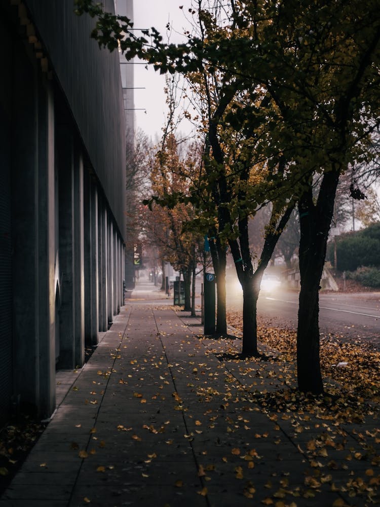 Foggy Early Morning Portland Sidewalk