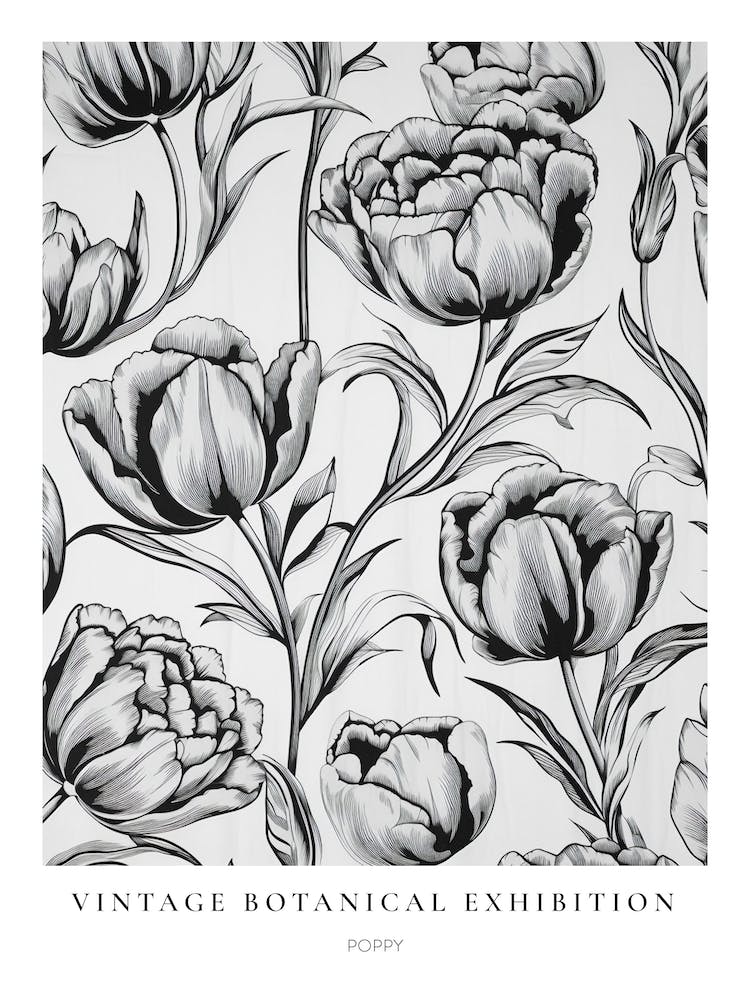 Poppy B&W Vintage Botanical Poster