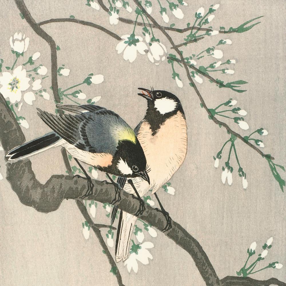 Tits On Cherry Branch (1900–1910), Ohara Koson