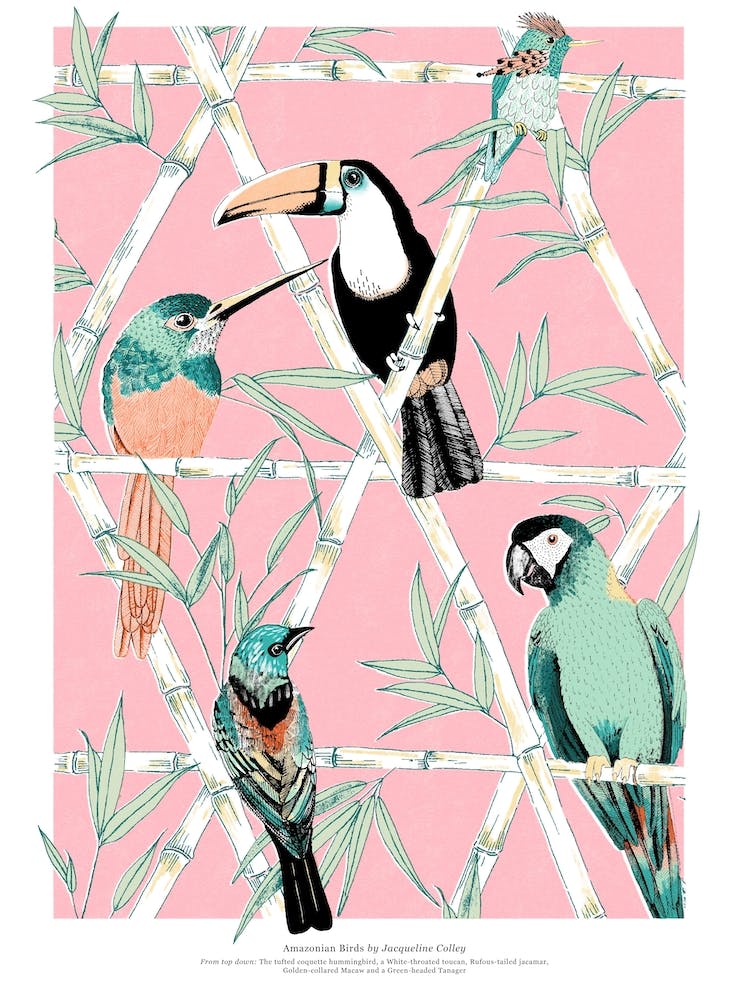 Amazon Birds