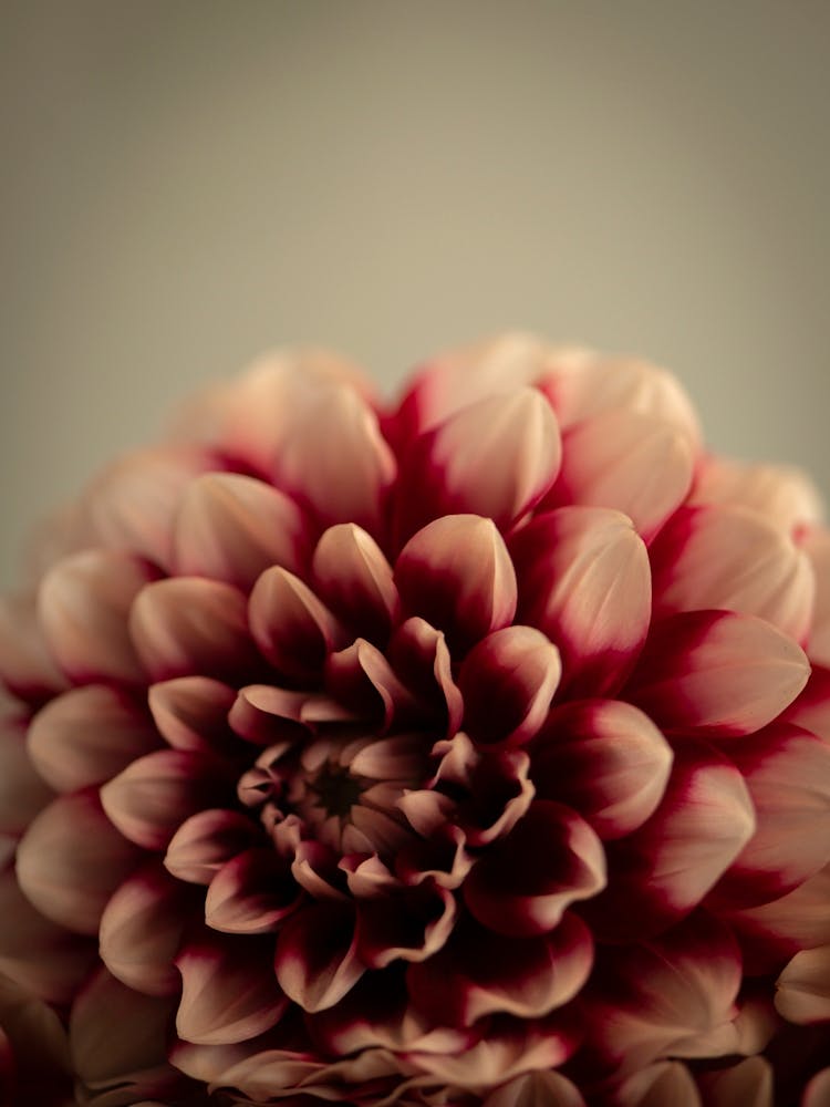 Deep dark red dahlias - winter or fall cozy flowers - stillife photography by Christa Stroo photography