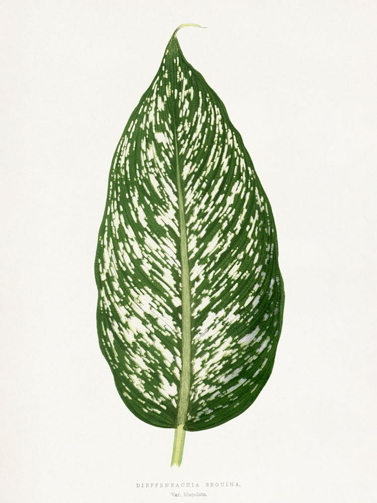 Vintage Botanical _2643230