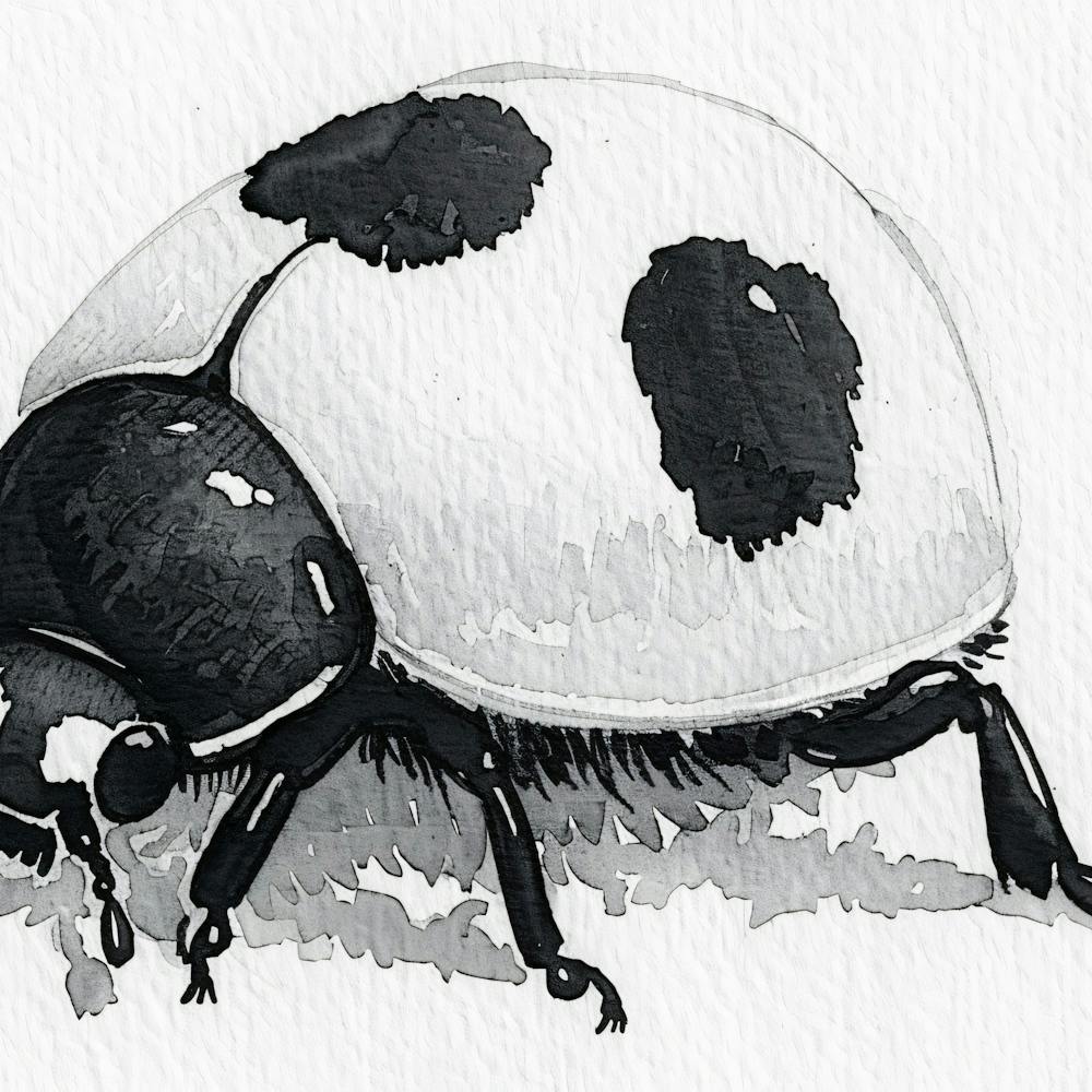 Ladybug 4