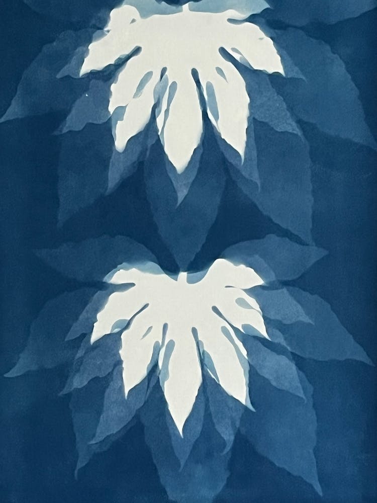 Blue cyanotype leaf print 1