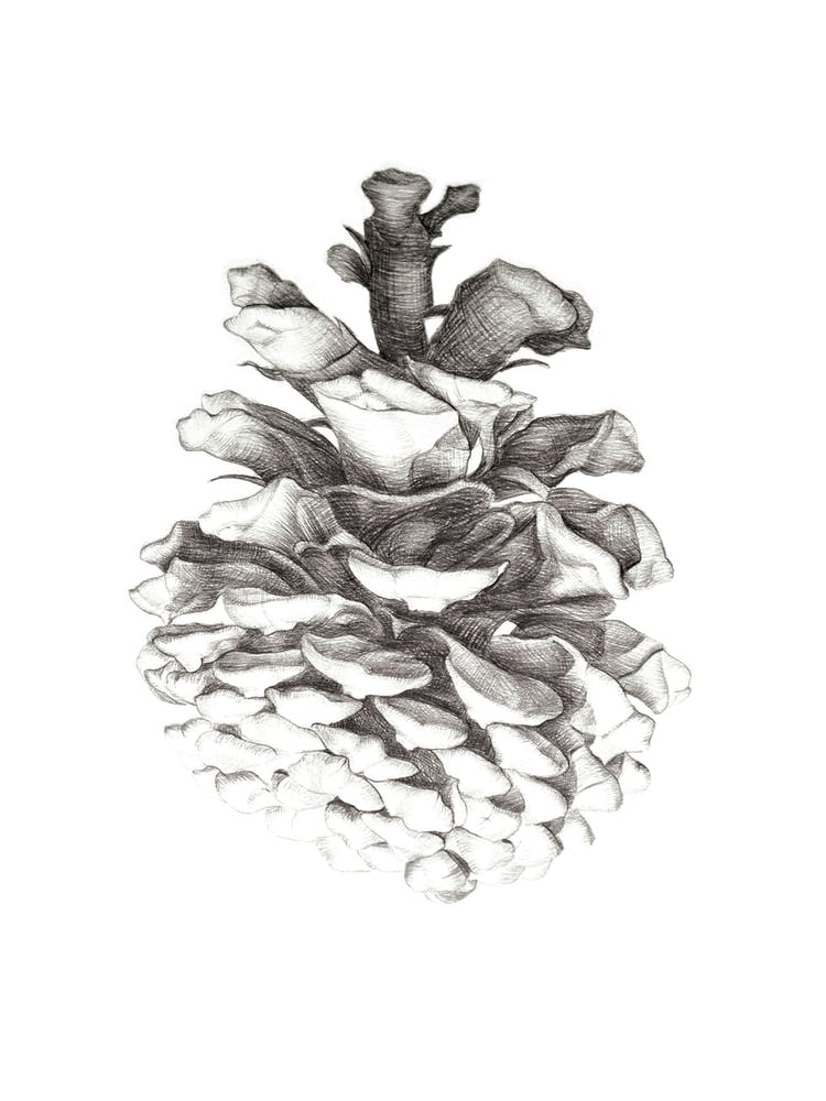 Pinecone Pencil Drawing