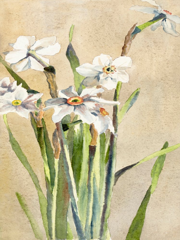 White Narcissus With Gray Accents (1915), Hannah Borger Overbeck