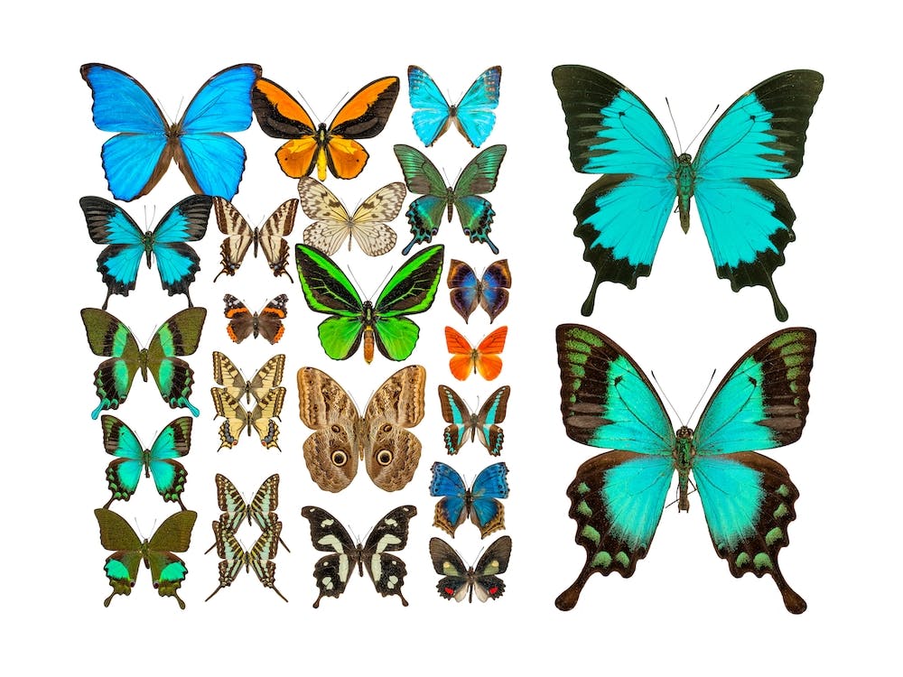 Collection Of Mix Butterflies