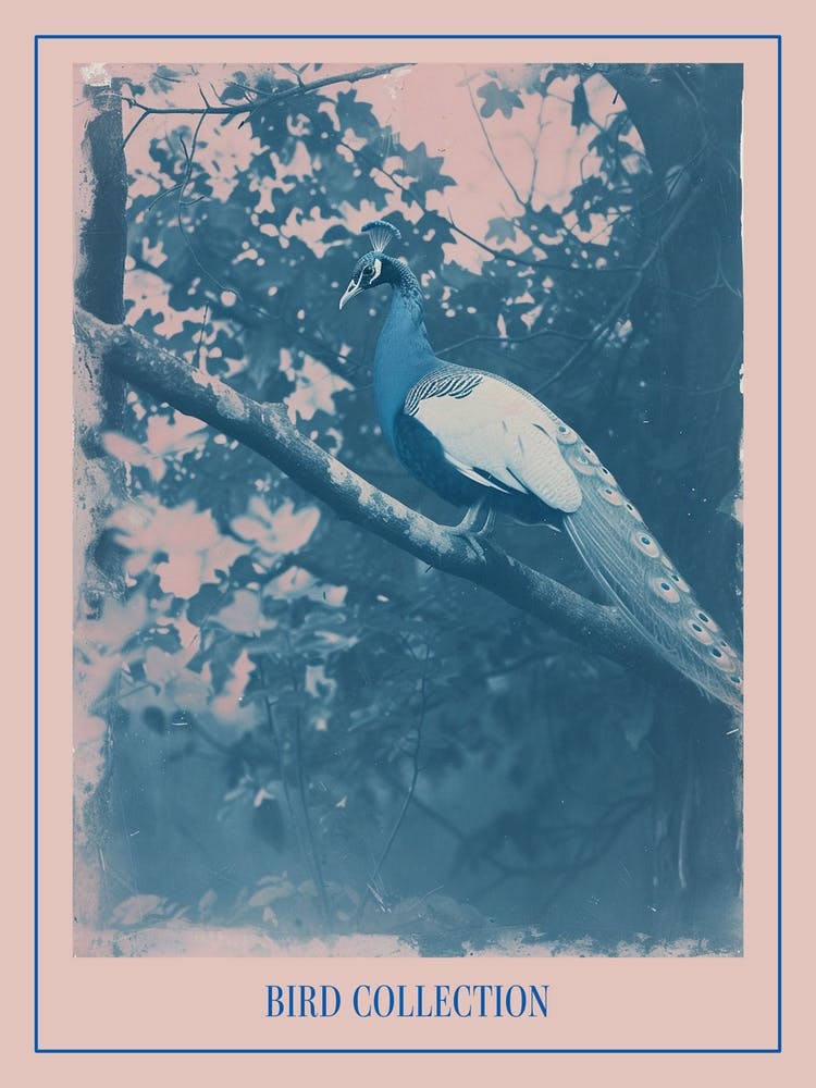 Peacock In The Tree Cyanotype Inspired 1 Poster