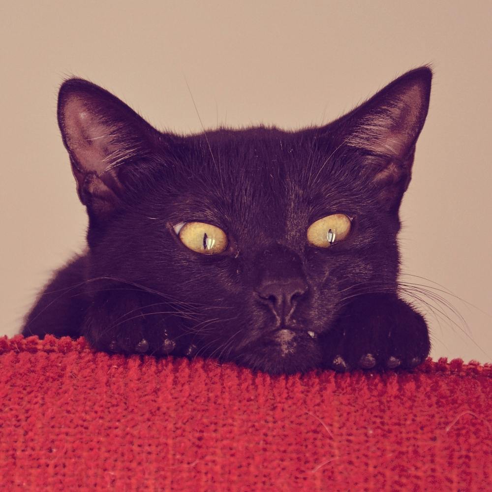 The Black Cat Square