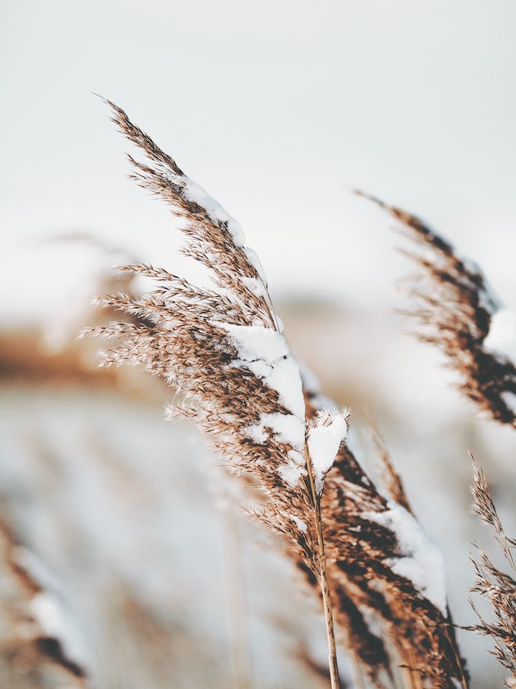 Snowy Wheat Field