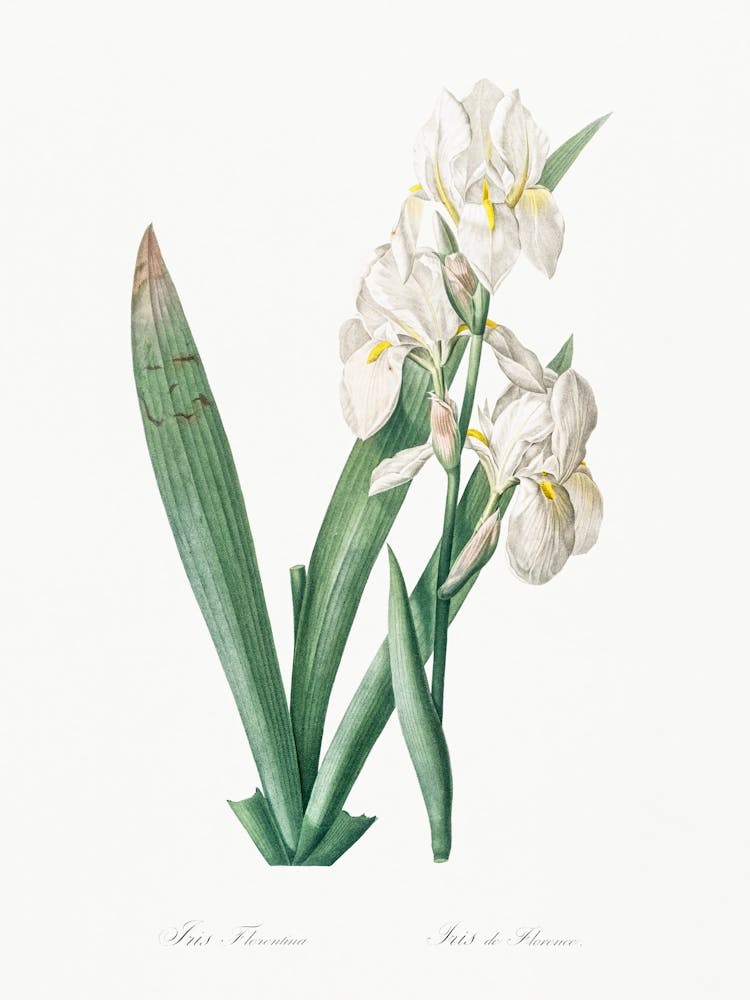 Iris Florentina, Pierre Joseph Redoute