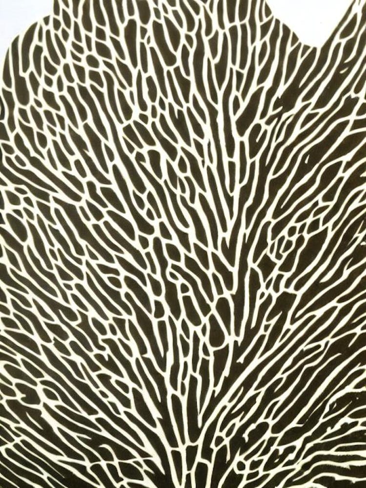 Acropora Linolschnitt
