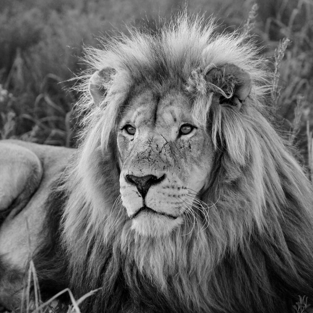 Lion Male