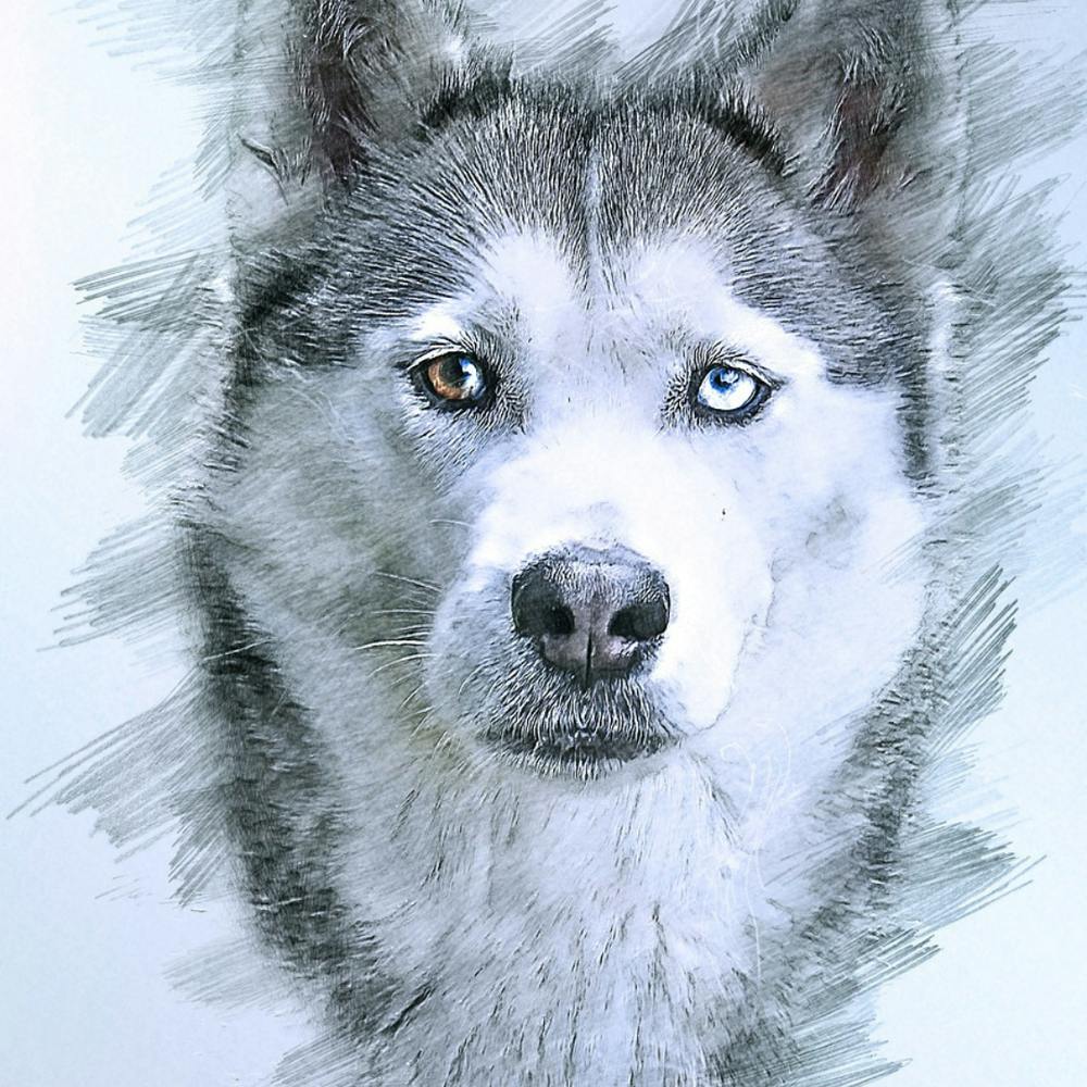 Siberian Husky