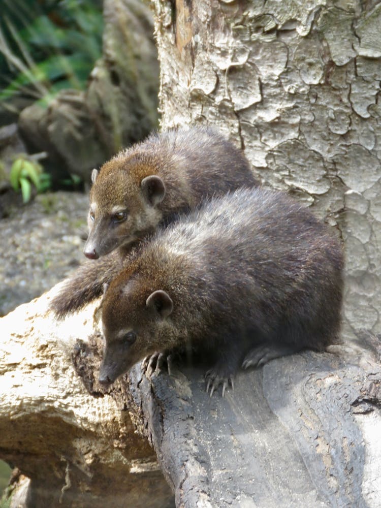 Mammals Animals in the Woodland 