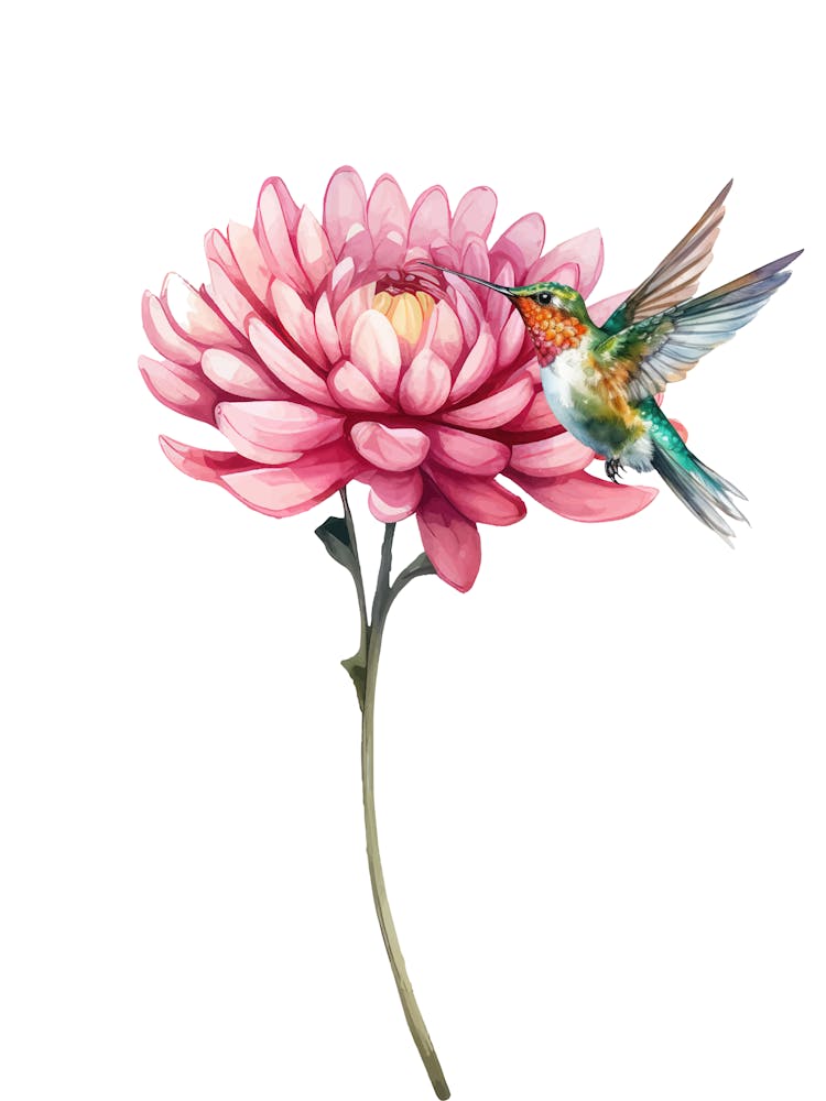 Hummingbird On Pink Flower